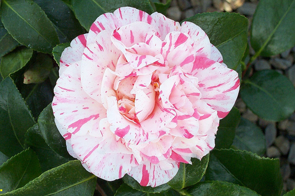 Camellia j. Eleanor Mccowan